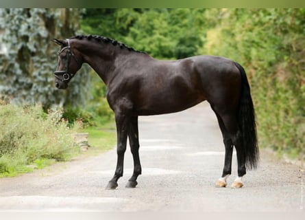 Cheval de selle allemand, Jument, 12 Ans, 172 cm, Noir