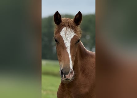 Cheval de selle allemand, Jument, 1 Année, 165 cm, Alezan