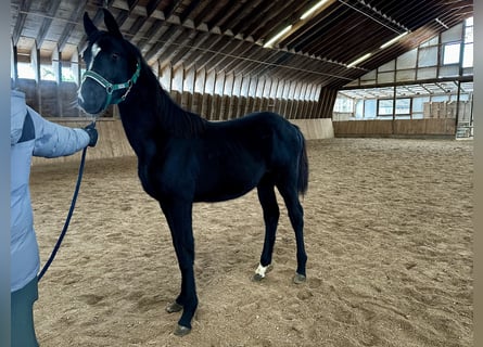 Cheval de selle allemand, Jument, 1 Année, Noir