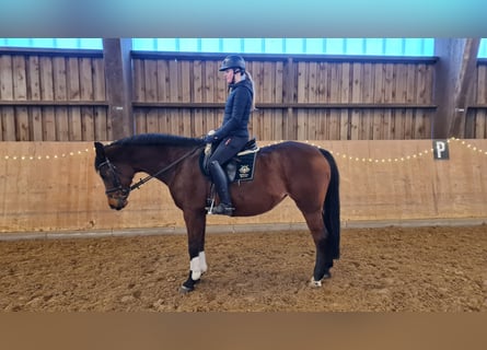 Cheval de selle allemand, Jument, 20 Ans, 164 cm, Bai