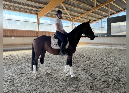 Cheval de selle allemand, Jument, 3 Ans, 162 cm, Bai brun