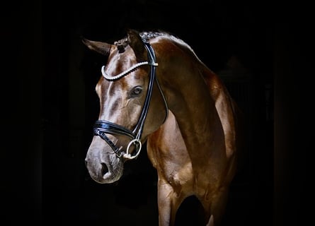 Cheval de selle allemand, Jument, 3 Ans, 164 cm, Bai brun foncé