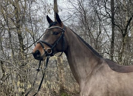 Cheval de selle allemand, Jument, 5 Ans, 164 cm, Bai