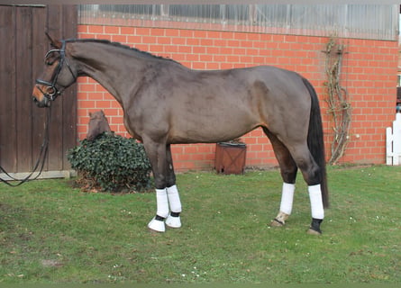 Cheval de selle allemand, Jument, 5 Ans, 170 cm, Bai