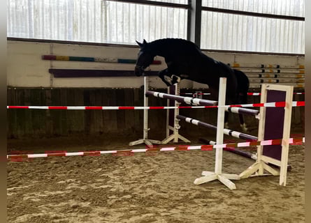 Cheval de selle allemand, Jument, 5 Ans, 173 cm, Bai