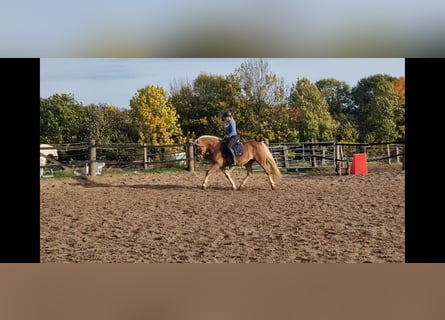 Cheval de selle allemand, Jument, 5 Ans