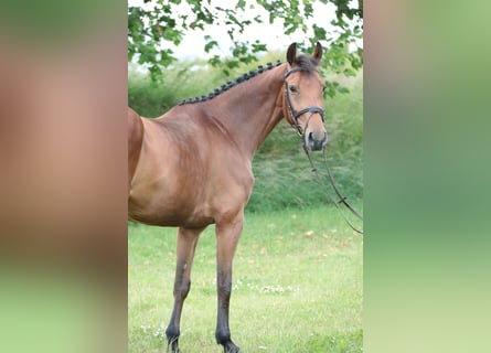 Cheval de selle allemand, Jument, 6 Ans, 164 cm, Bai