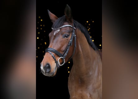 Cheval de selle allemand, Jument, 6 Ans, 164 cm, Bai
