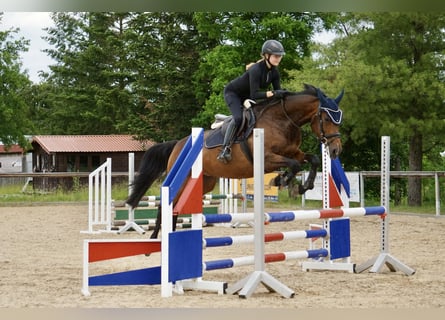 Cheval de selle allemand, Jument, 6 Ans, 164 cm, Bai