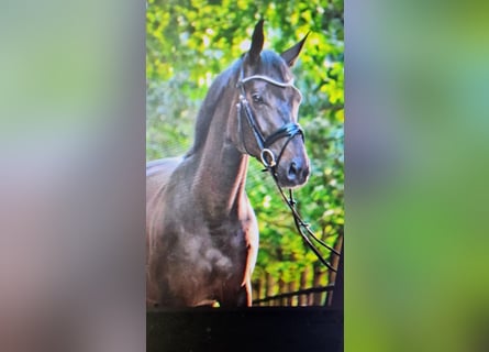 Cheval de selle allemand, Jument, 6 Ans, 167 cm, Bai brun