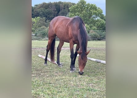 Cheval de selle allemand, Jument, 7 Ans, 157 cm, Bai