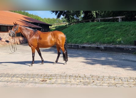 Cheval de selle allemand, Jument, 7 Ans, 160 cm, Bai