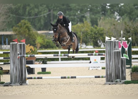 Cheval de selle allemand, Jument, 7 Ans, 165 cm, Bai