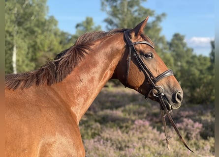 Cheval de selle allemand, Jument, 7 Ans, 166 cm, Alezan brûlé