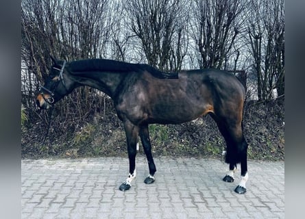 Cheval de selle allemand, Jument, 9 Ans, 165 cm, Bai