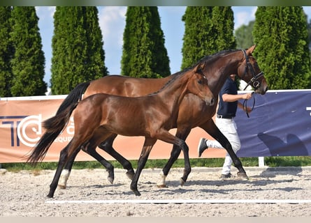 Cheval de selle allemand, Jument, 9 Ans, 167 cm, Bai