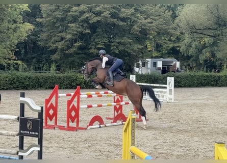Cheval de selle allemand, Jument, 9 Ans, 168 cm, Bai