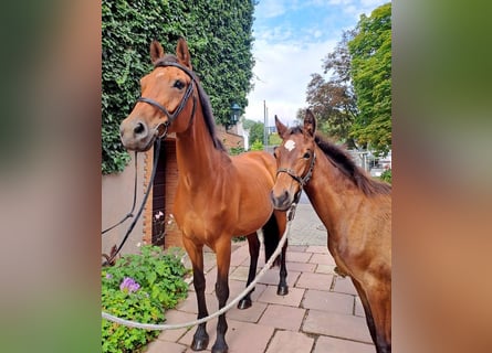 Cheval de selle allemand, Jument, 9 Ans, 168 cm, Bai