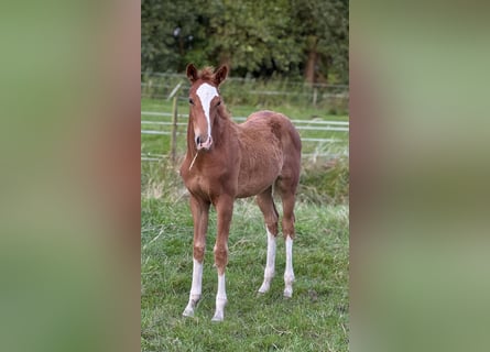 Cheval de selle allemand, Jument, Poulain (05/2025), 165 cm, Alezan