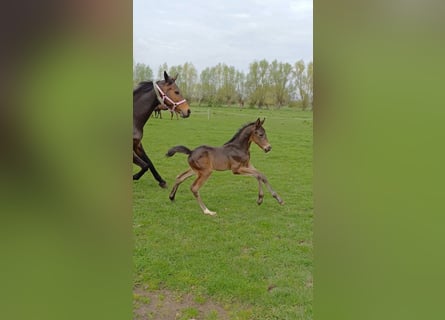 Cheval de sport allemand, Étalon, 1 Année, 170 cm, Bai brun