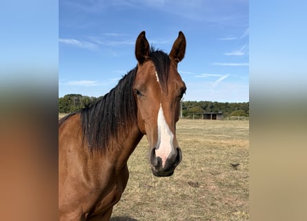 Cheval de sport allemand, Étalon, 1 Année, 170 cm, Bai
