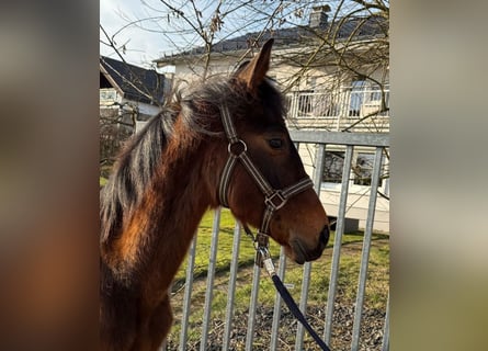 Cheval de sport allemand, Étalon, 1 Année, 170 cm, Bai