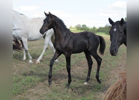 Cheval de sport allemand, Étalon, 1 Année, 170 cm, Noir