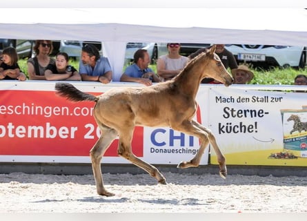 Cheval de sport allemand, Étalon, 1 Année, 175 cm, Buckskin