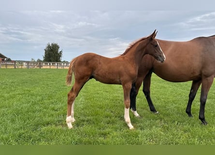 Cheval de sport allemand, Étalon, 1 Année, Alezan