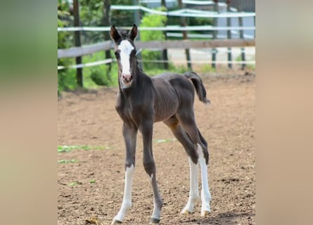 Cheval de sport allemand, Étalon, 1 Année, Bai brun foncé