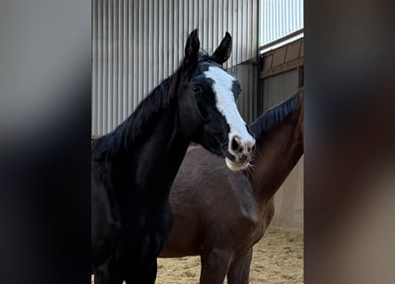 Cheval de sport allemand, Étalon, 1 Année, Bai brun foncé