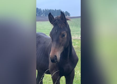 Cheval de sport allemand, Étalon, 1 Année, Bai