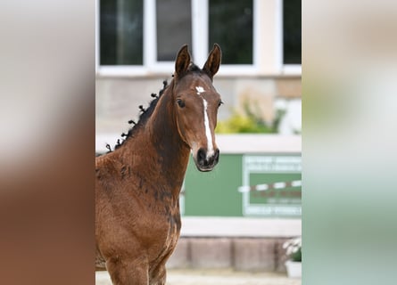 Cheval de sport allemand, Étalon, 1 Année, Bai