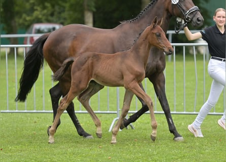 Cheval de sport allemand, Étalon, 1 Année, Bai