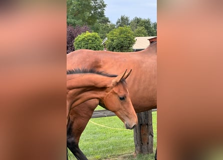 Cheval de sport allemand, Étalon, 1 Année, Bai