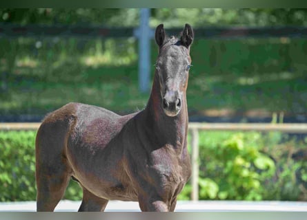 Cheval de sport allemand, Étalon, 1 Année, Noir