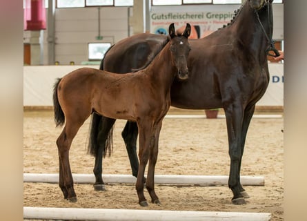 Cheval de sport allemand, Étalon, 1 Année, Noir