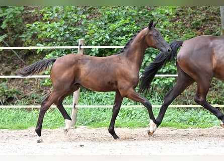 Cheval de sport allemand, Étalon, 1 Année, Noir