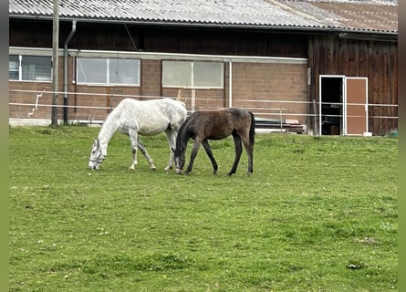 Cheval de sport allemand, Étalon, 1 Année, Peut devenir gris