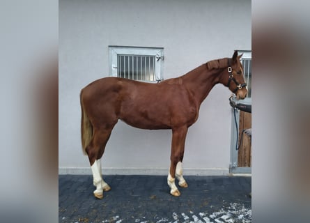 Cheval de sport allemand, Étalon, 2 Ans, 158 cm, Alezan