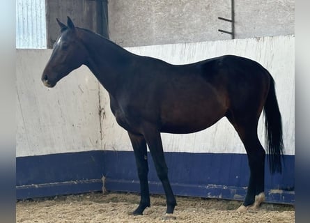 Cheval de sport allemand, Étalon, 2 Ans, 160 cm, Bai brun foncé