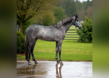 Cheval de sport allemand, Étalon, 2 Ans, 164 cm, Gris