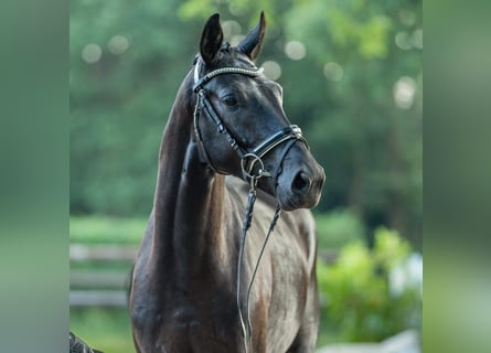 Cheval de sport allemand, Étalon, 2 Ans, 165 cm, Bai brun foncé