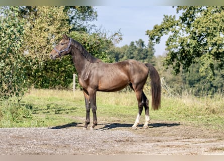 Cheval de sport allemand, Étalon, 2 Ans, 166 cm, Bai brun