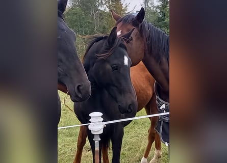 Cheval de sport allemand, Étalon, 2 Ans, 168 cm, Noir