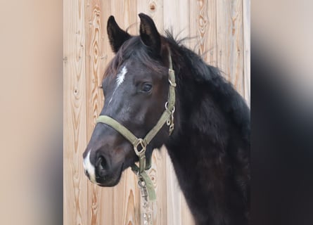 Cheval de sport allemand, Étalon, 2 Ans, 168 cm, Noir