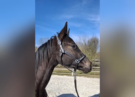 Cheval de sport allemand, Étalon, 2 Ans, 168 cm, Noir