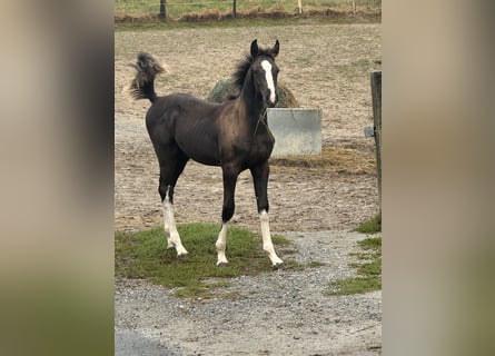 Cheval de sport allemand, Étalon, 2 Ans, 170 cm, Noir