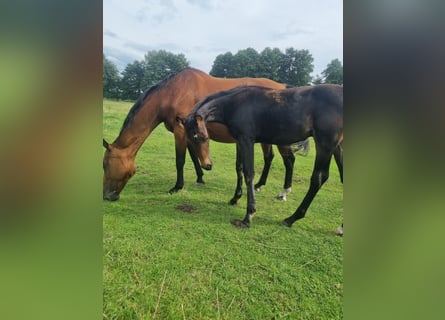 Cheval de sport allemand, Étalon, 2 Ans, 174 cm, Bai brun