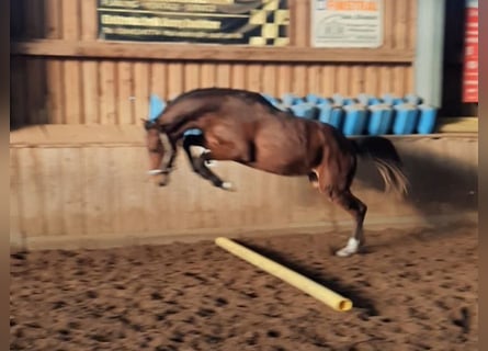 Cheval de sport allemand, Étalon, 2 Ans, 175 cm, Bai